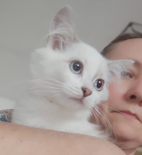 Sophie-kocieta-neva-masquerade , kocięta syberyjskie kocięta z rodowodem, kocięta NEM, koty neva masquerade