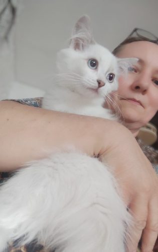 Sophie-kocieta-neva-masquerade , kocięta syberyjskie kocięta z rodowodem, kocięta NEM, koty neva masquerade