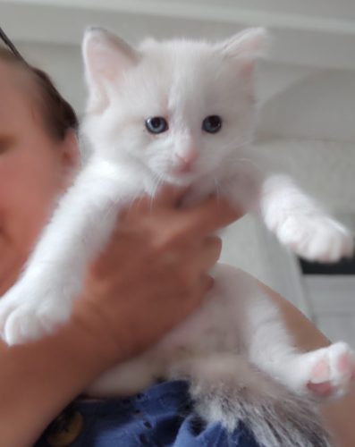 1Ulla Dumka Pl kocięta neva masquerade z rodowodem, kotka