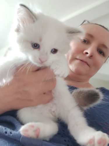 Ulla Dumka Pl kocięta neva masquerade z rodowodem, kotka