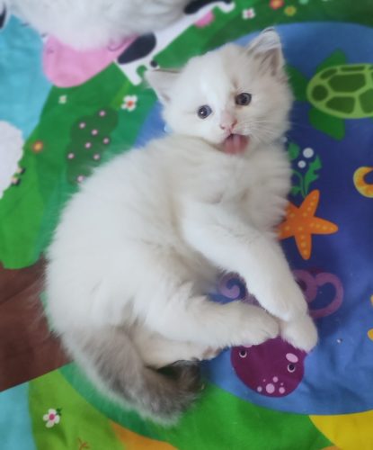 Uzi Dumka Pl kocięta syberyjskie, kocięta neva masquerade, kocięta rasowe, kocięta z rodowodem