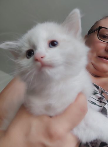 Uzi Dumka Pl kocięta syberyjskie, kocięta neva masquerade, kocięta rasowe, kocięta z rodowodem