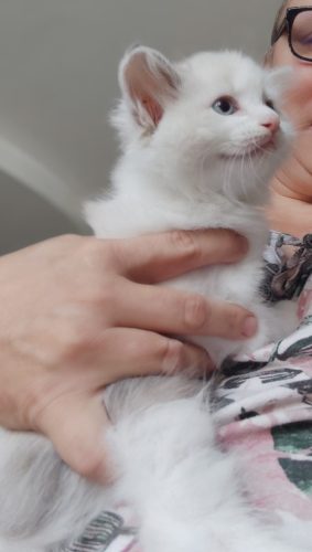 Uzi Dumka Pl kocięta syberyjskie, kocięta neva masquerade, kocięta rasowe, kocięta z rodowodem