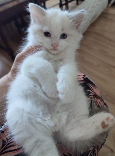 Uzi Dumka Pl kocięta syberyjskie, kocięta neva masquerade, kocięta rasowe, kocięta z rodowodem