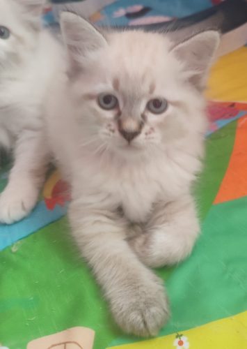 Willy kocięta neva masquerade