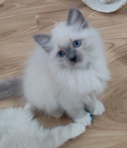 kocięta z rodowodem