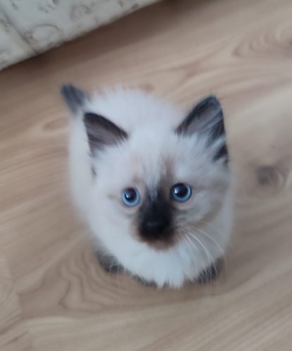 Alice-Dumka-PL-kotka