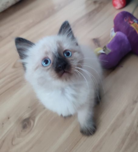 Alice-kocieta-neva-masquerade