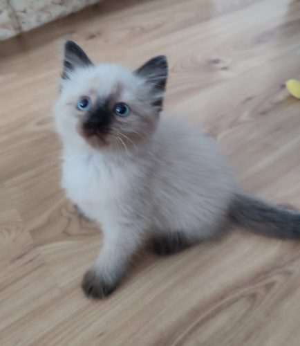 Alice-kocieta-rasowe-warszawa