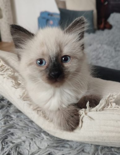 Alice-kocieta-syberyjskie