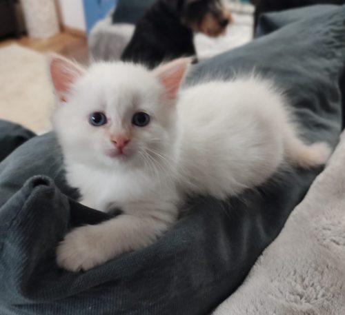 Ancymon-kocieta-neva-masquerade