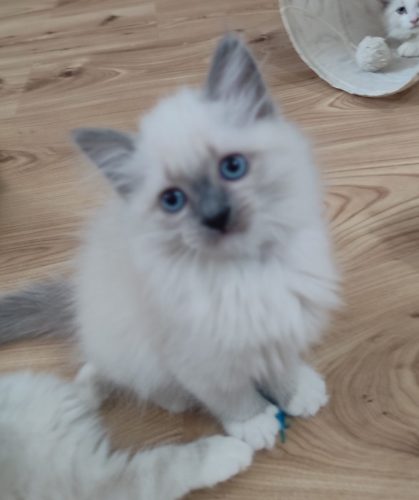 Armani-kocieta-neva-masquerade