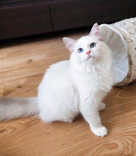 Bella-DumkaPl
