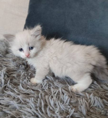 Bella-nem