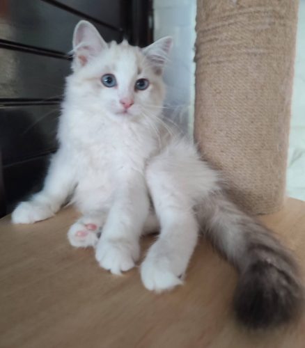 Casper-Dumka-Pl