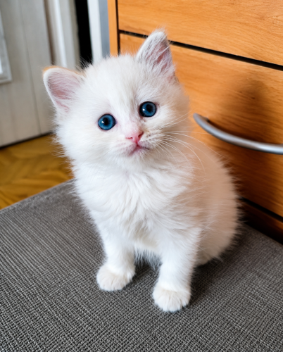 Cleo-Dumka-Pl-kotka-tricolor