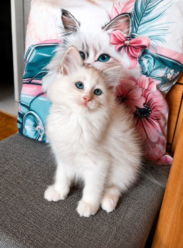 Cleo-Dumka-Pl