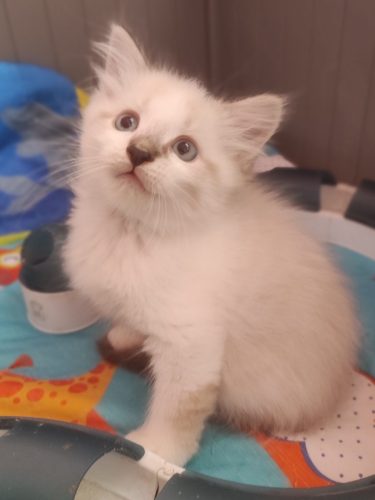 Kocurek-nem neva masquerade