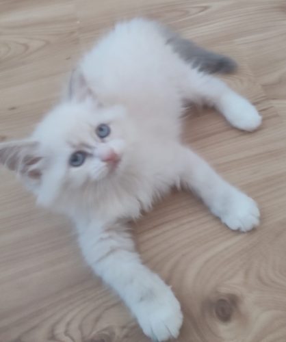 Piekna-ZOYA,hodowla kotów dumka pl, kocięta neva masquerade, kocięta z rodowodem, kocięta syberyjskie, warszawa