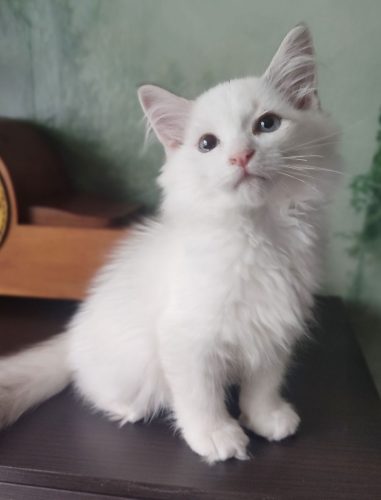 Ulla-Dumka-PL-nem-02