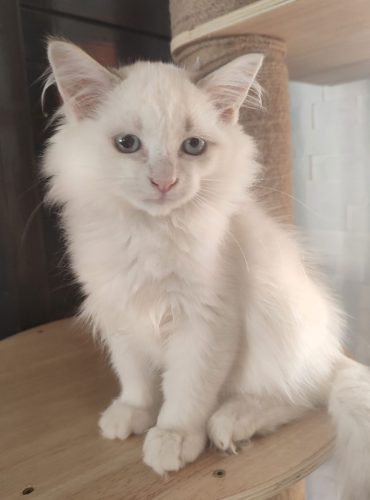 Ulla-kotka-neva-masquerade-arlekin