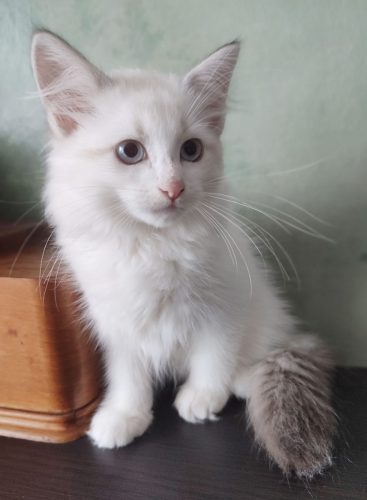 Wally-Dumka-PL-NEM-ay