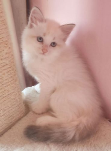 Wally-Dumka-Pk-kocurek