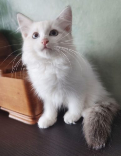 Wally-Dumka-Pl-chlopiec