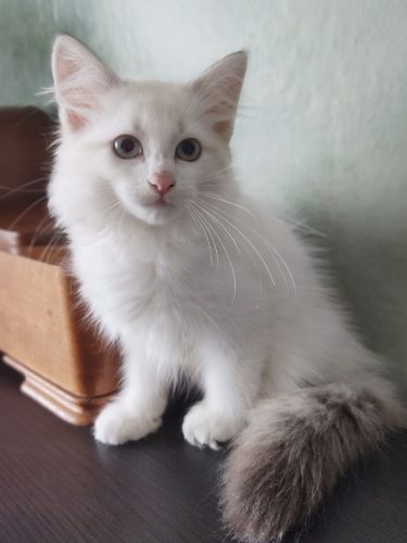 Wally-Dumka-Pl-kocieta-neva-masquerade