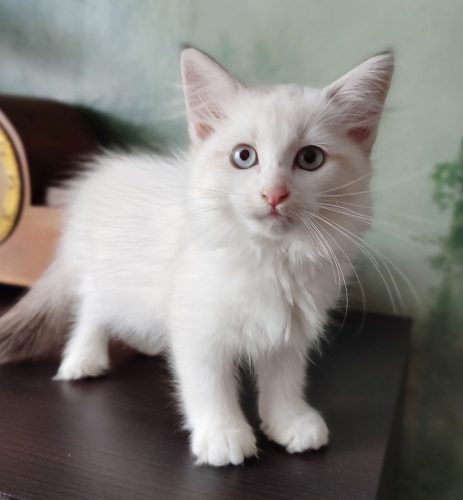 Wally-Dumka-Pl-neva-masquerade