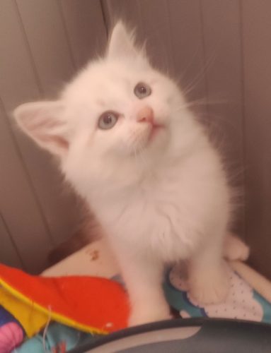 Wally-kocieta-neva-masquerade