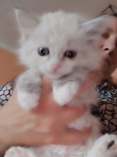 Wanessa-kotka-neva-masquerade