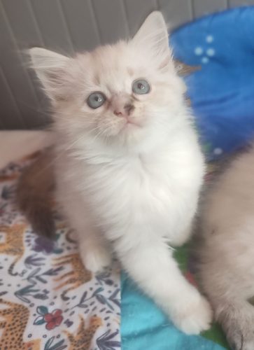 Wanilia-kocieta-neva-masquerade