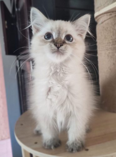 Willi-Dumka-Pl-kocurek