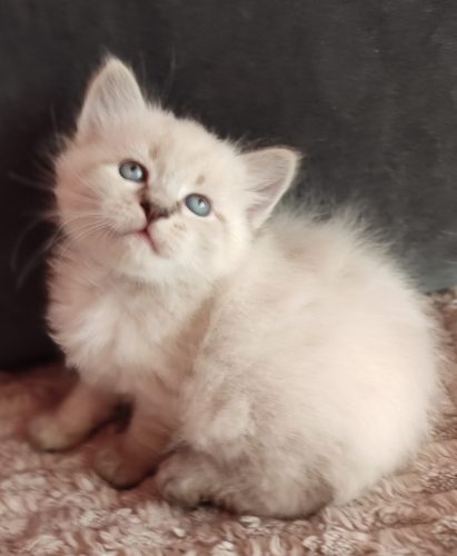 Willy-neva-masquerade