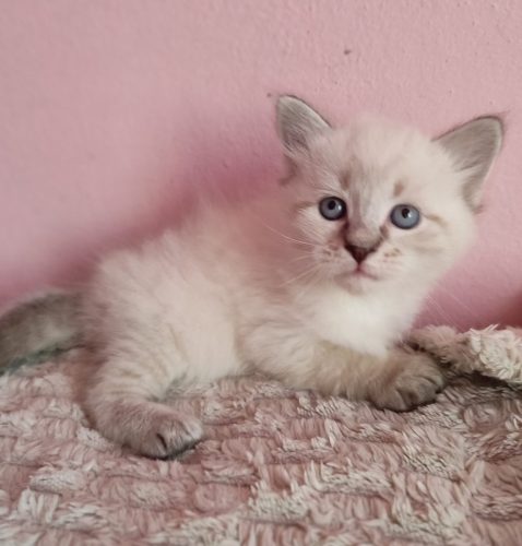 Wincent-kocieta-neva-masquerade