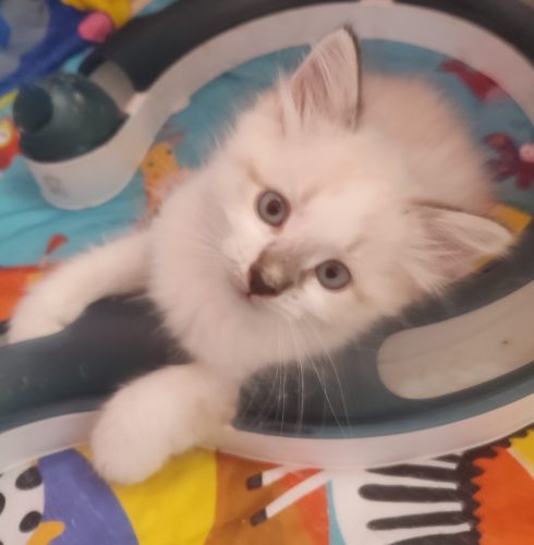 Winne-kocurek-neva-masquerade