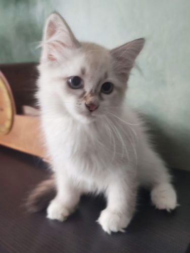 Winner-Dumka-Pl-neva-masquerade