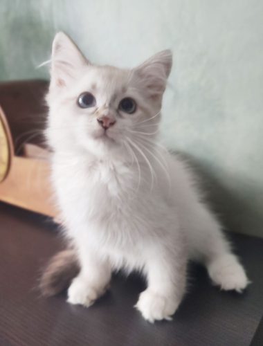 Winner-neva-masquerade-kocieta