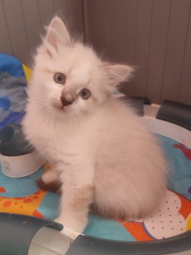 Winnie-NEm-ns-03-21kocięta neva