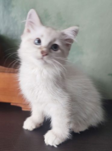 Wonner-wpatrzony-w-piork0