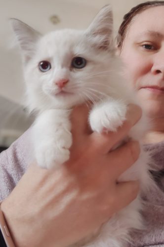 ZEFIREK, ,hodowla kotów dumka pl, kocięta neva masquerade, kocięta z rodowodem, kocięta syberyjskie, warszawa