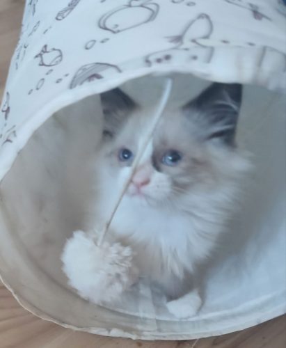 ZOE-ZOE, kocięta neva masquerade, kocięta syberyjskie, dumka pl