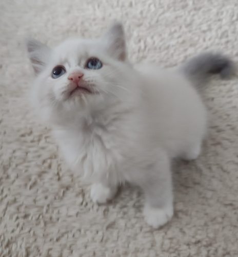 ZOYA-Dumka-PL-kotka,hodowla kotów dumka pl, kocięta neva masquerade, kocięta z rodowodem, kocięta syberyjskie, warszawa