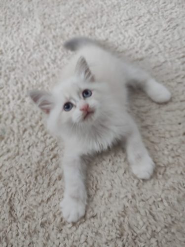 ZOYA-NEM-a-09-21-Kotka,hodowla kotów dumka pl, kocięta neva masquerade, kocięta z rodowodem, kocięta syberyjskie, warszawa