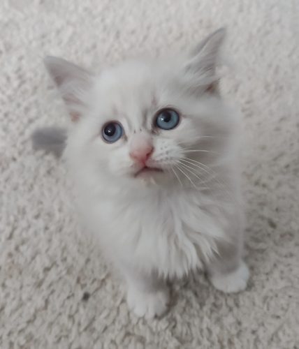 ZOYA-NEM-a-09-21,hodowla kotów dumka pl, kocięta neva masquerade, kocięta z rodowodem, kocięta syberyjskie, warszawa