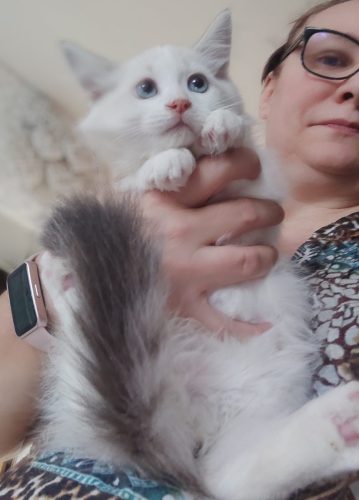 ZURI-kocurek, ,hodowla kotów dumka pl, kocięta neva masquerade, kocięta z rodowodem, kocięta syberyjskie, warszawa