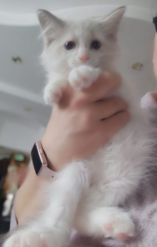 Zazu-Dumka-Pl, ,hodowla kotów dumka pl, kocięta neva masquerade, kocięta z rodowodem, kocięta syberyjskie, warszawa