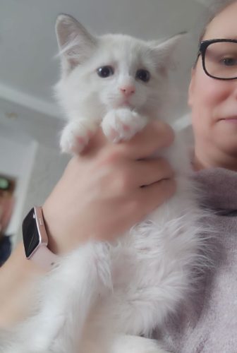 Zazu-Dumka ,hodowla kotów dumka pl, kocięta neva masquerade, kocięta z rodowodem, kocięta syberyjskie, warszawa