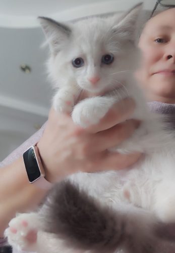 Zazu-kocieta-neva-masquerade, hodowla kotów dumka pl, kocięta neva masquerade, kocięta z rodowodem, kocięta syberyjskie, warszawa